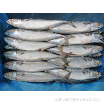 Frozen Pacific Mackerel Fish с BQF 300-500G